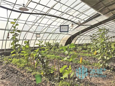 大棚变成“聚宝盆”!反季种植让冰城自产果蔬品类更新鲜丰盛