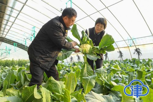 果蔬农业园采收忙 稳产保供不断档