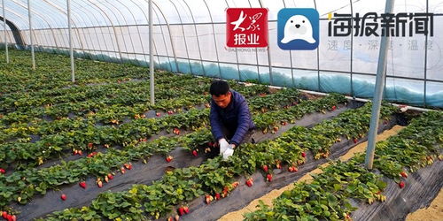 郓城县玉皇庙镇 果蔬产业孕育乡村振兴新活力