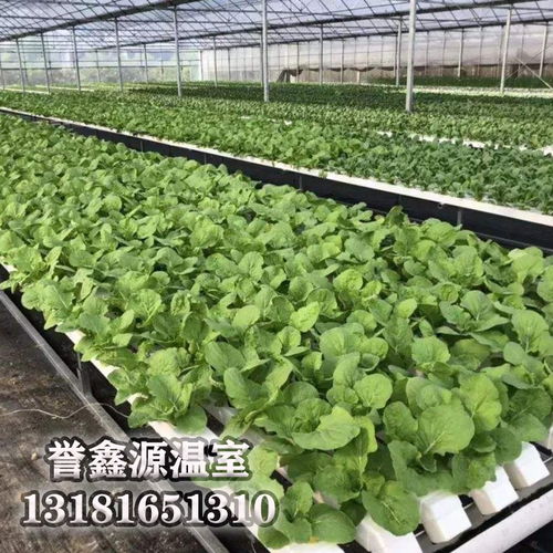 大棚蔬菜 预防低温