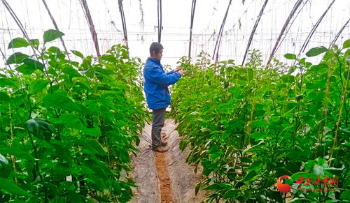 临泽 蔬菜大棚里忙出 幸福年