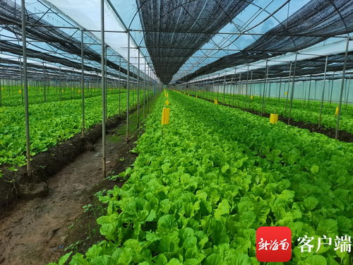 海口琼山大力发展蔬菜大棚种植撑起 乡村振兴 梦 书写农业 新名片