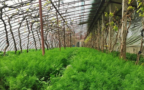 春节期间 平谷马坊十多种本地蔬果持续上市供应北京市场