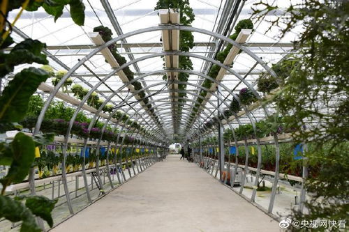 海拔2200米的大棚长这样 你吃过高原蔬果吗