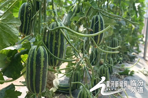 古县三合镇 蔬果大棚 种 出乡村振兴好 丰 景