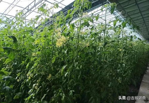 白城市洮北区青山镇农业示范园区 冬季大棚春满园,反季果蔬促增收