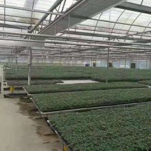 【河南农业果蔬大棚、温室大棚工程设计施工图片】河南农业果蔬大棚、温室大棚工程设计施工