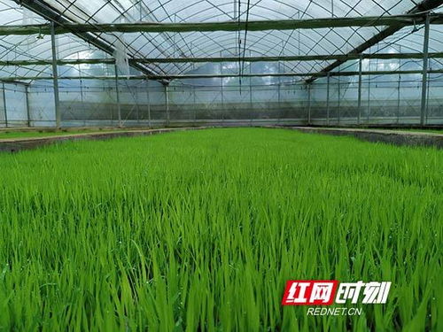 湖南衡阳 烤烟育苗工场 变身 乡村振兴产业基地