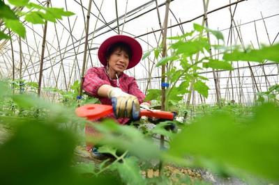 贵州江口:大棚果蔬春管忙