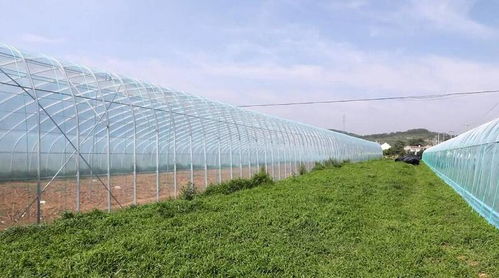 威海市环翠区 果蔬大棚助力脱贫攻坚 农民增收推动乡村振兴