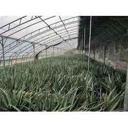 双膜骨架水产大棚水果大棚c型钢轻钢大棚骨架丞昊农业生产