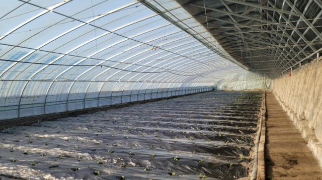 春回大地!英下乡果农大棚定植忙