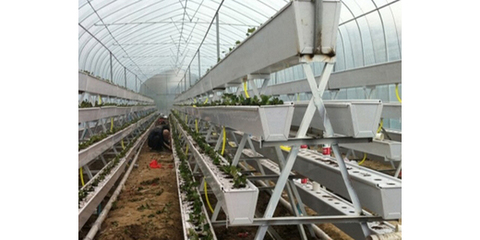 草莓栽培槽|长槽形栽培槽| 果蔬种植栽培槽|大棚温室应用