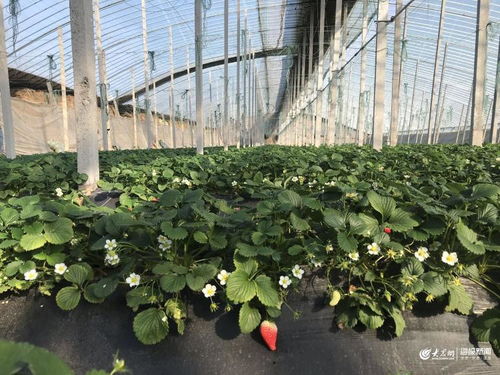 惊蛰春耕忙丨一年四季都能产蔬菜的寿光大棚 春天在忙些啥特别的