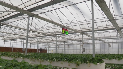 寒潮来袭,金山各种植合作社做好果蔬御寒保供