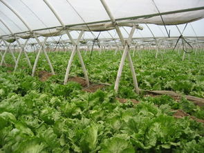 温室大棚骨架价格蔬菜大棚支架常识
