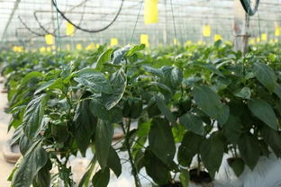 持续严寒中的上海果蔬大棚 果菜叶菜丰收忙