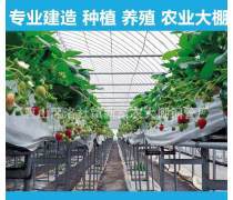 草莓大棚