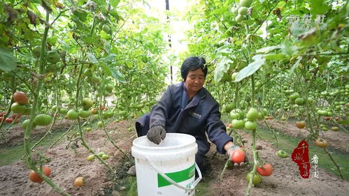 千城百县看中国 河北广宗 大棚果蔬助农增收