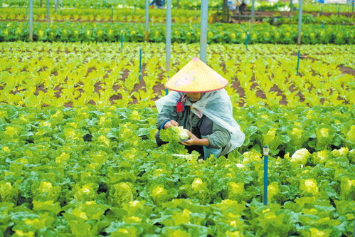 龙华区城西镇苍东蔬菜基地 大棚蔬菜绿意浓
